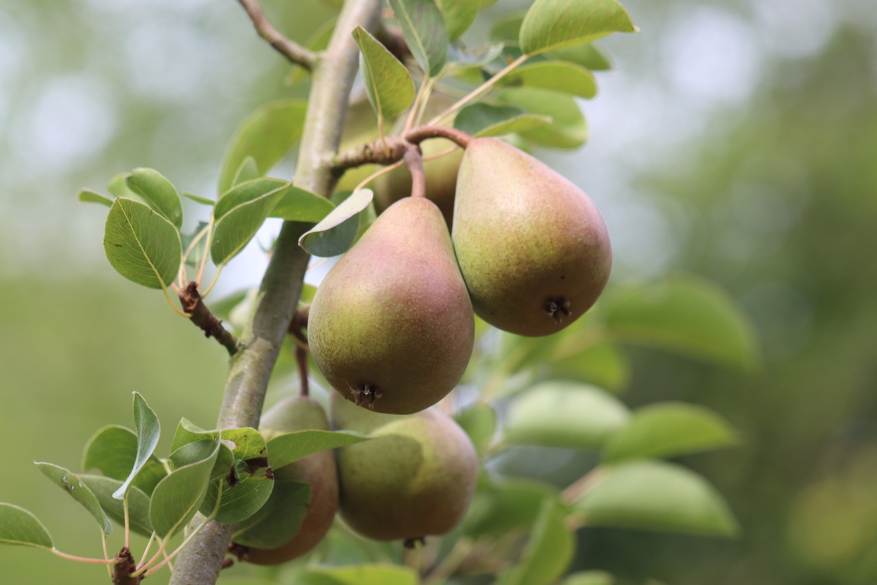 How to Plant an Eco-Friendly Orchard?